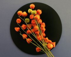 Tapeta Nature Flowers 603.jpg